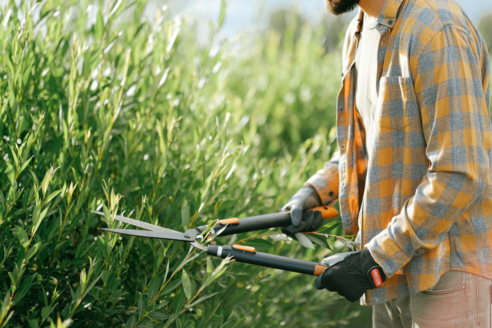 Hedge and Shrub Care, sample image, replace with a real job