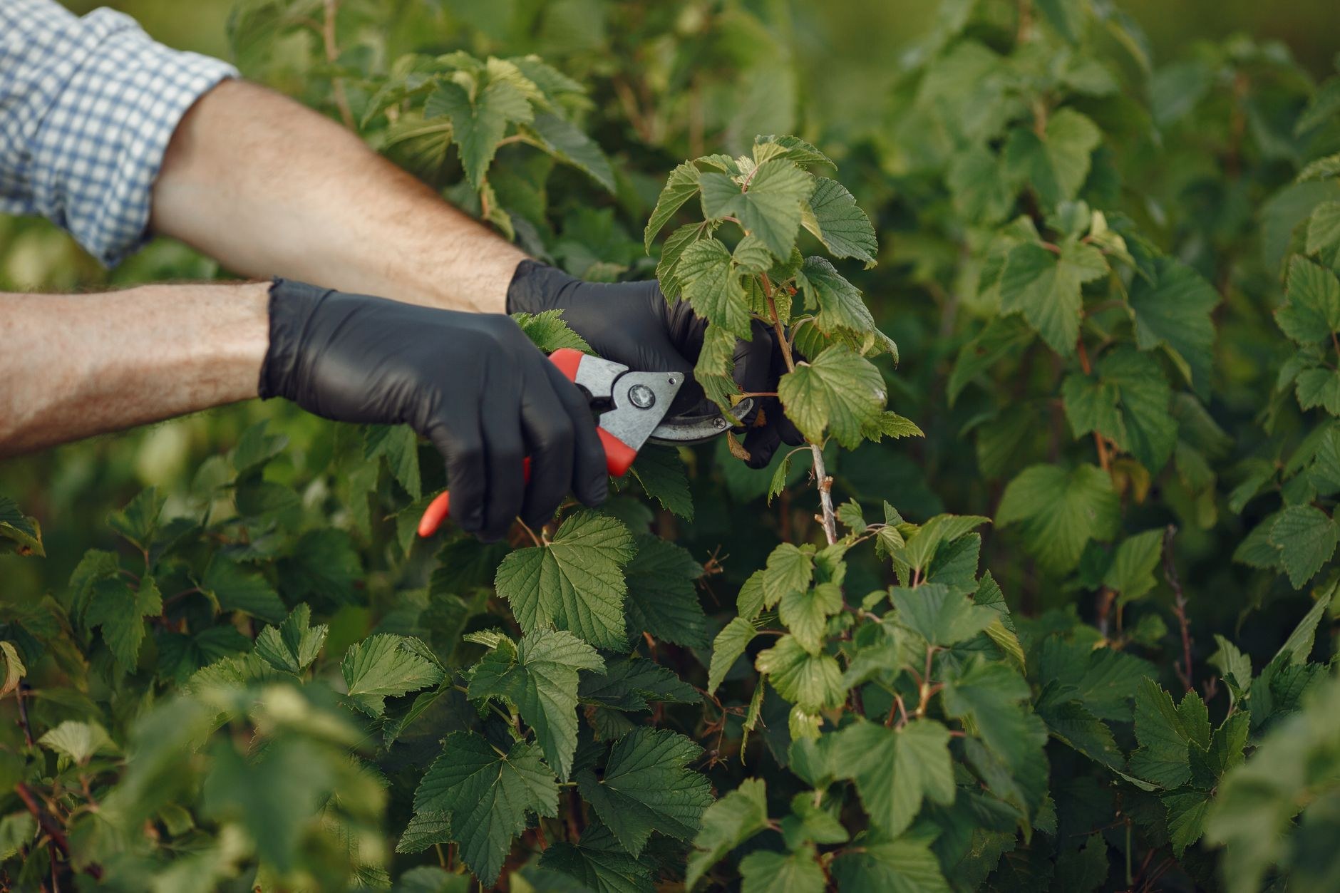 Hedge and Shrub Care, sample image, replace with a real job